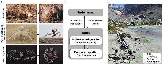 Morphological reconﬁguration and terrain-adaptive locomotion.